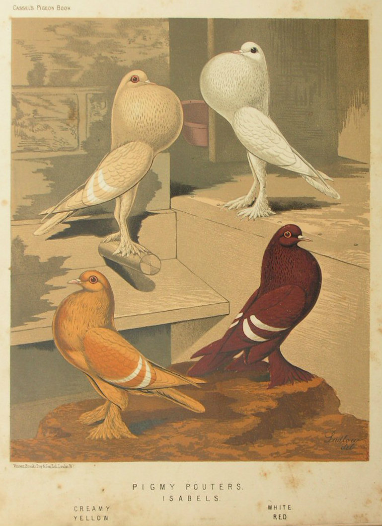 Chromolithograph - Pigmy Pouters. Isabels. Creamy, Yelow, White, Red