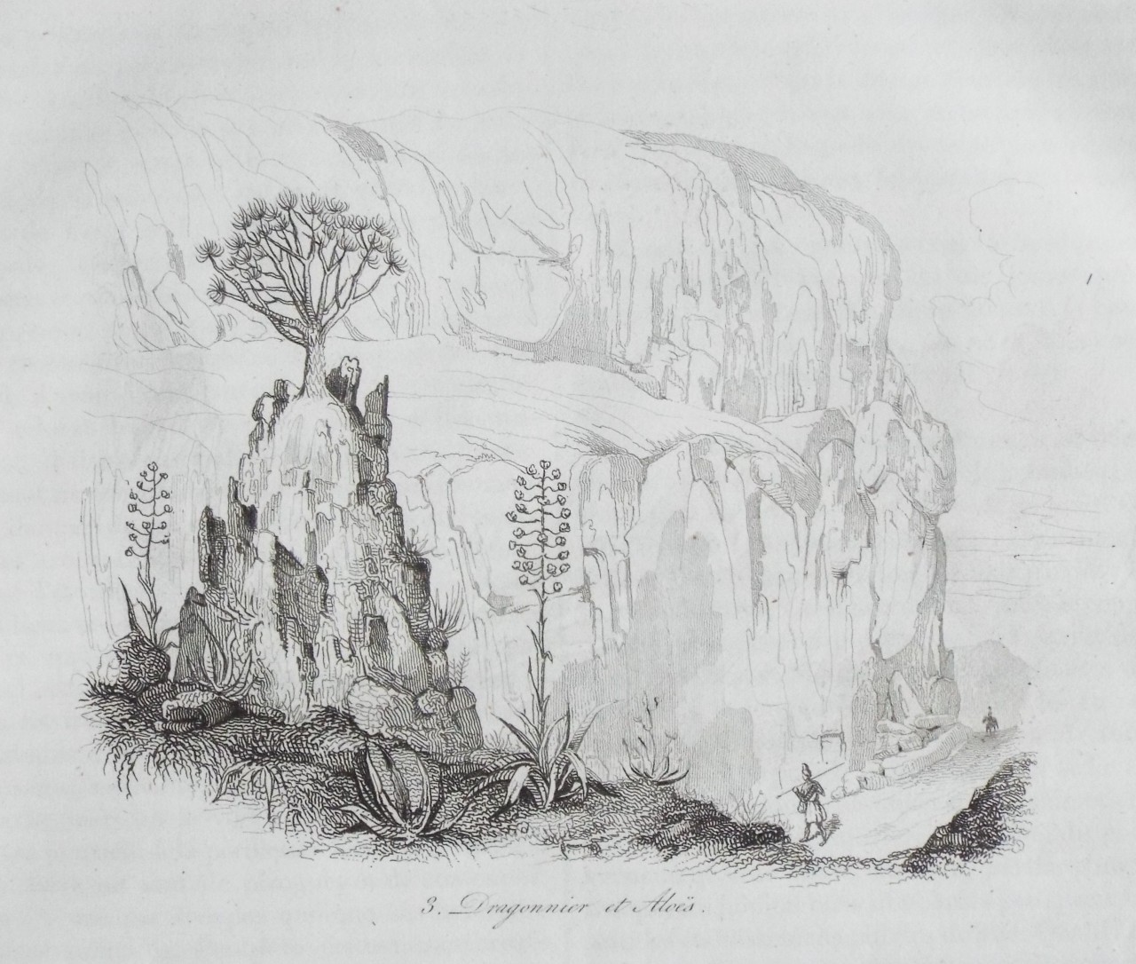 Etching - Dragonnier et Aloes. - Sainson