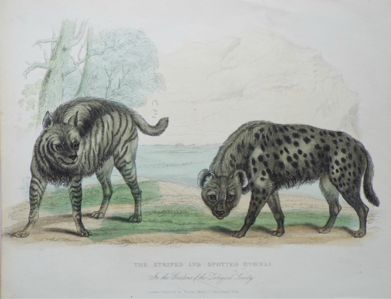 Print - The Striped and Spotted Hyoenas. In the Gardens of the Zoological Society. - Panormo
