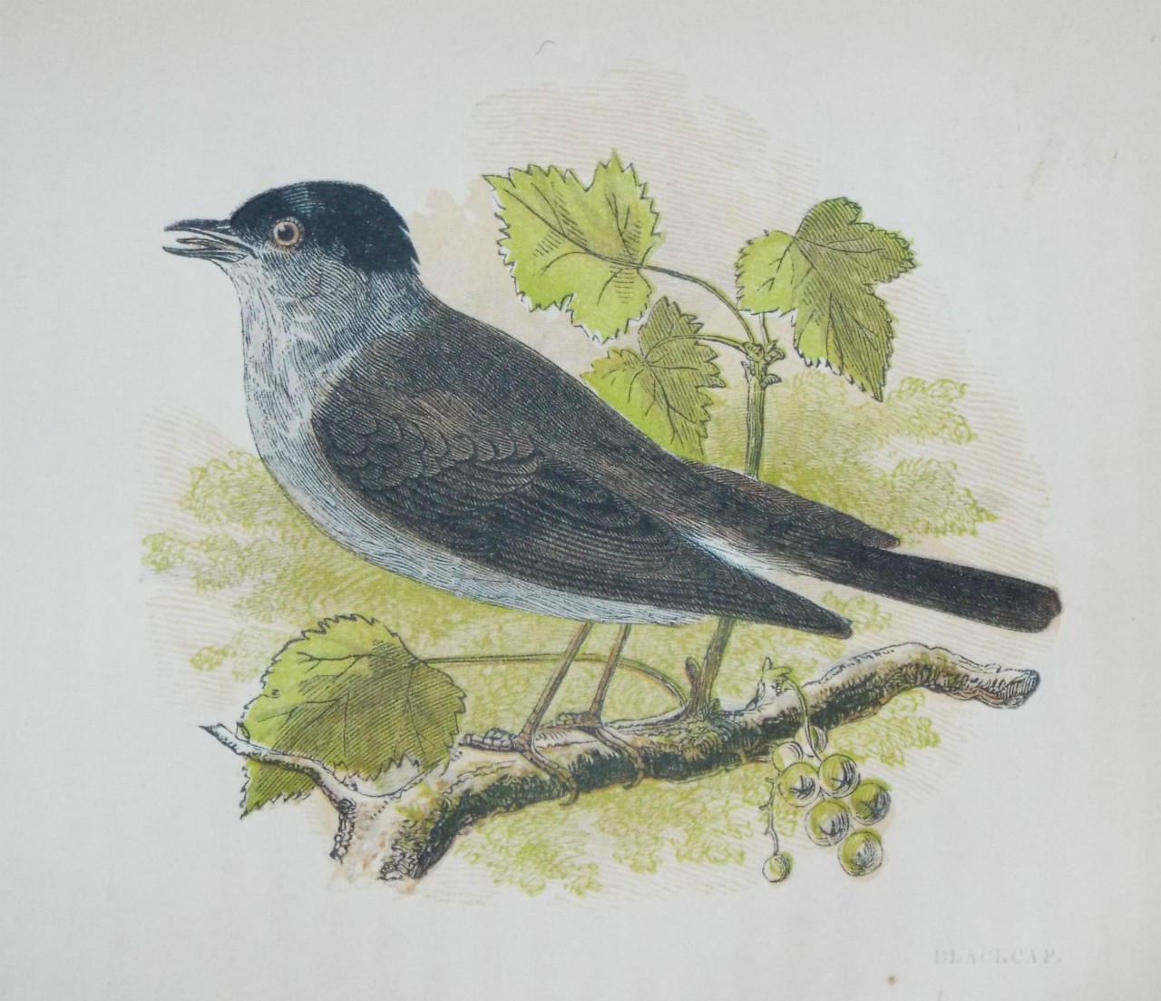 Chromo-lithograph - Blackcap.