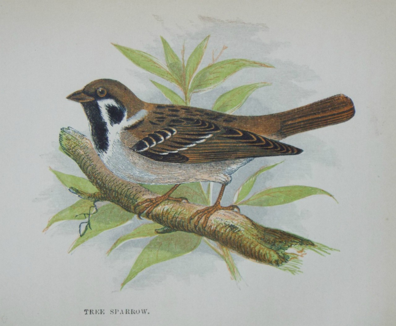 Chromo-lithograph - Tree Sparrow.