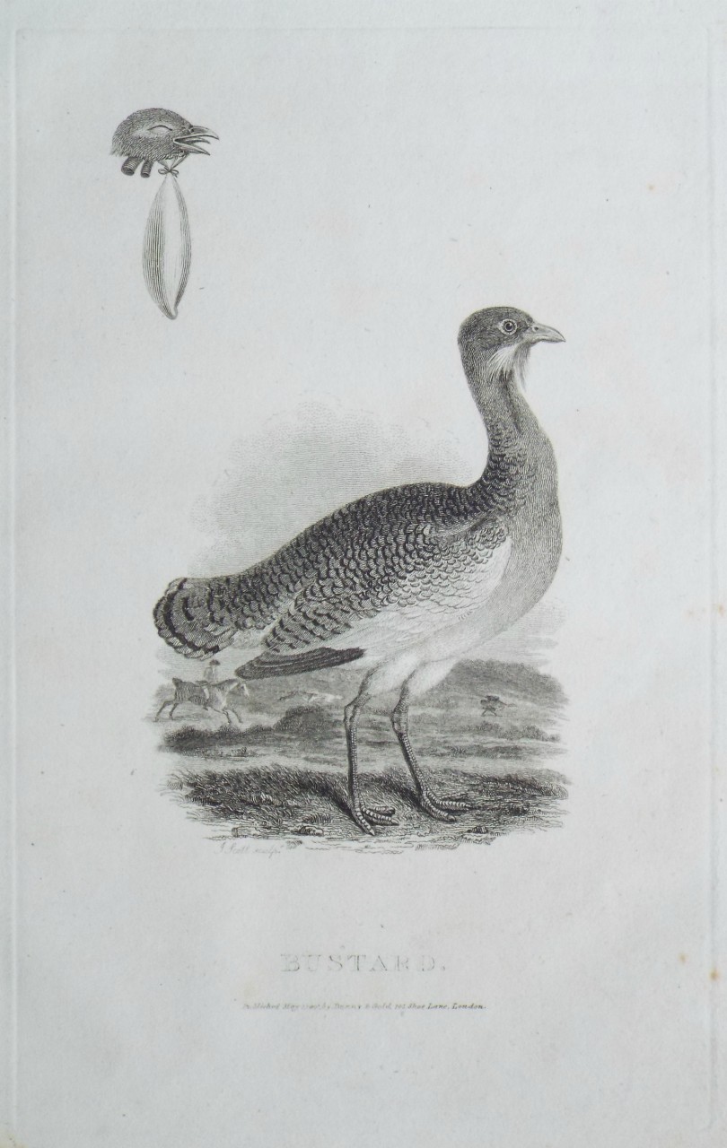 Print - Bustard. - Scott