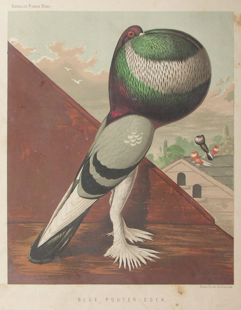 Chromolithograph - Blue Pouter Cock