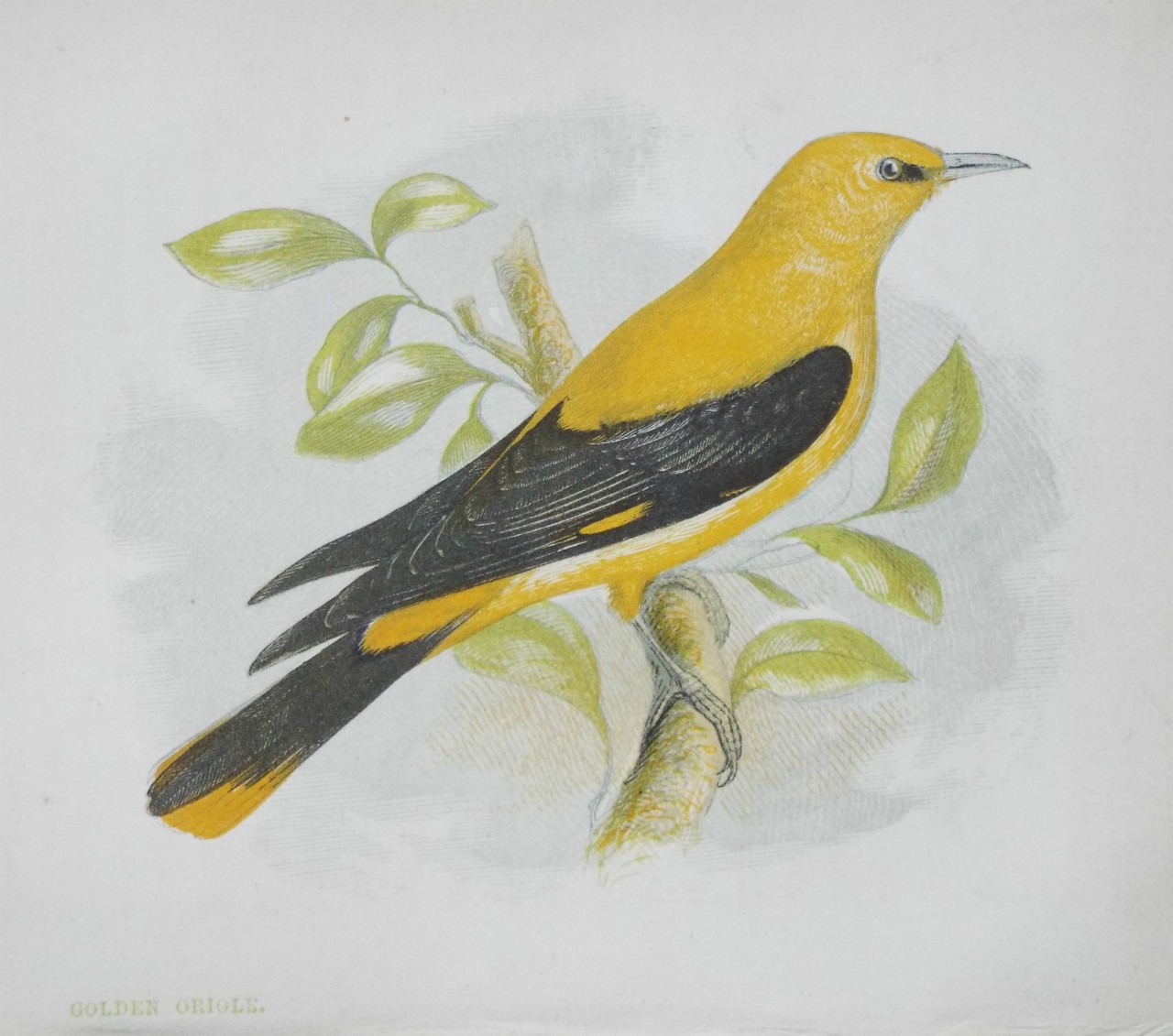 Chromo-lithograph - Golden Oriole.