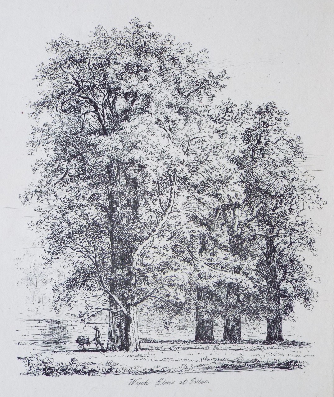 Etching - Wych Elms at Polloc. - Strutt