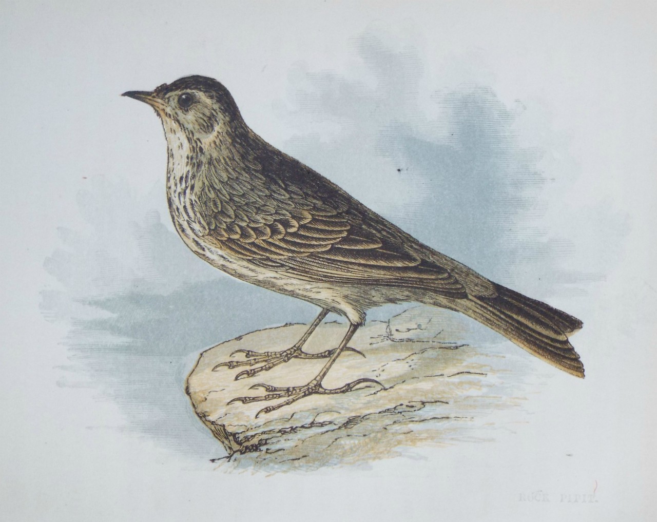 Chromo-lithograph - Rock Pipit.