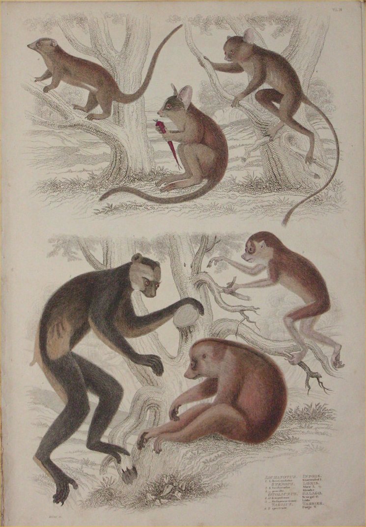 Print - 006B Lichanotus, Indris. Steops, Loris. Otolicnus, Galago. Tarsius, Tarsier - Milne