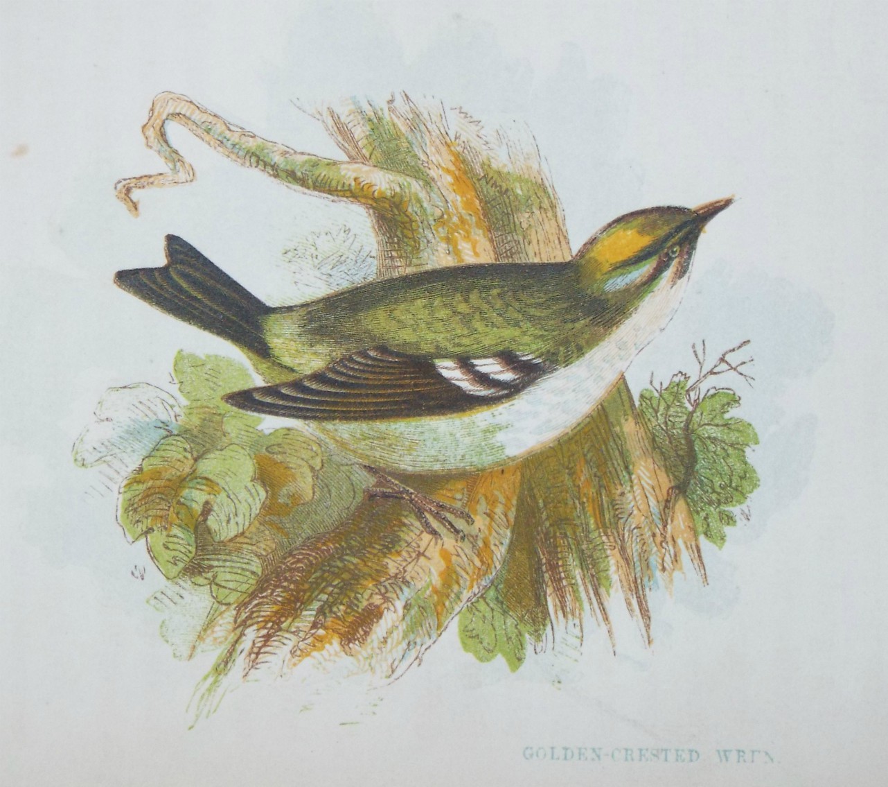 Chromo-lithograph - Golden Crested Wren.