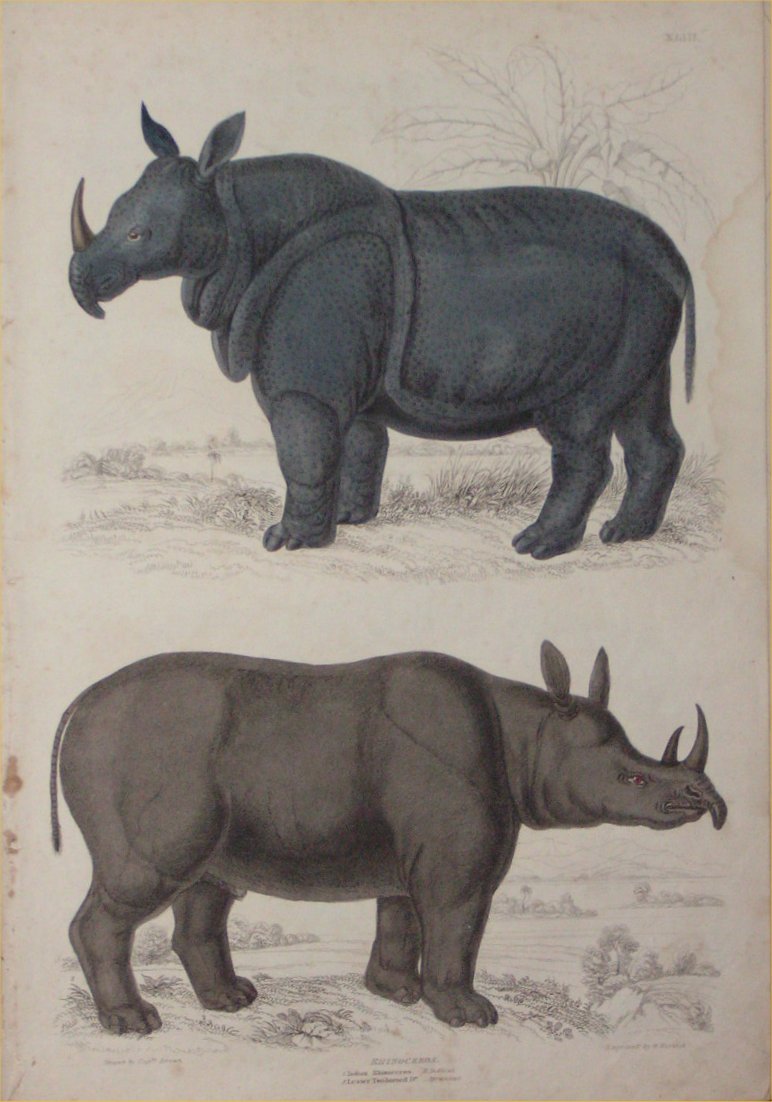 Print - 043 Rhinoceros - Milne