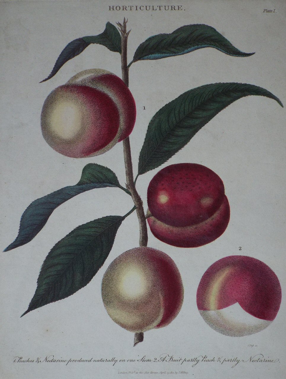 Print - Horticulture. 1. Peaches & Nectarine produced naturally on one Stem. 2. A Fruit partly Peach & partly Nectarine. - Pass
