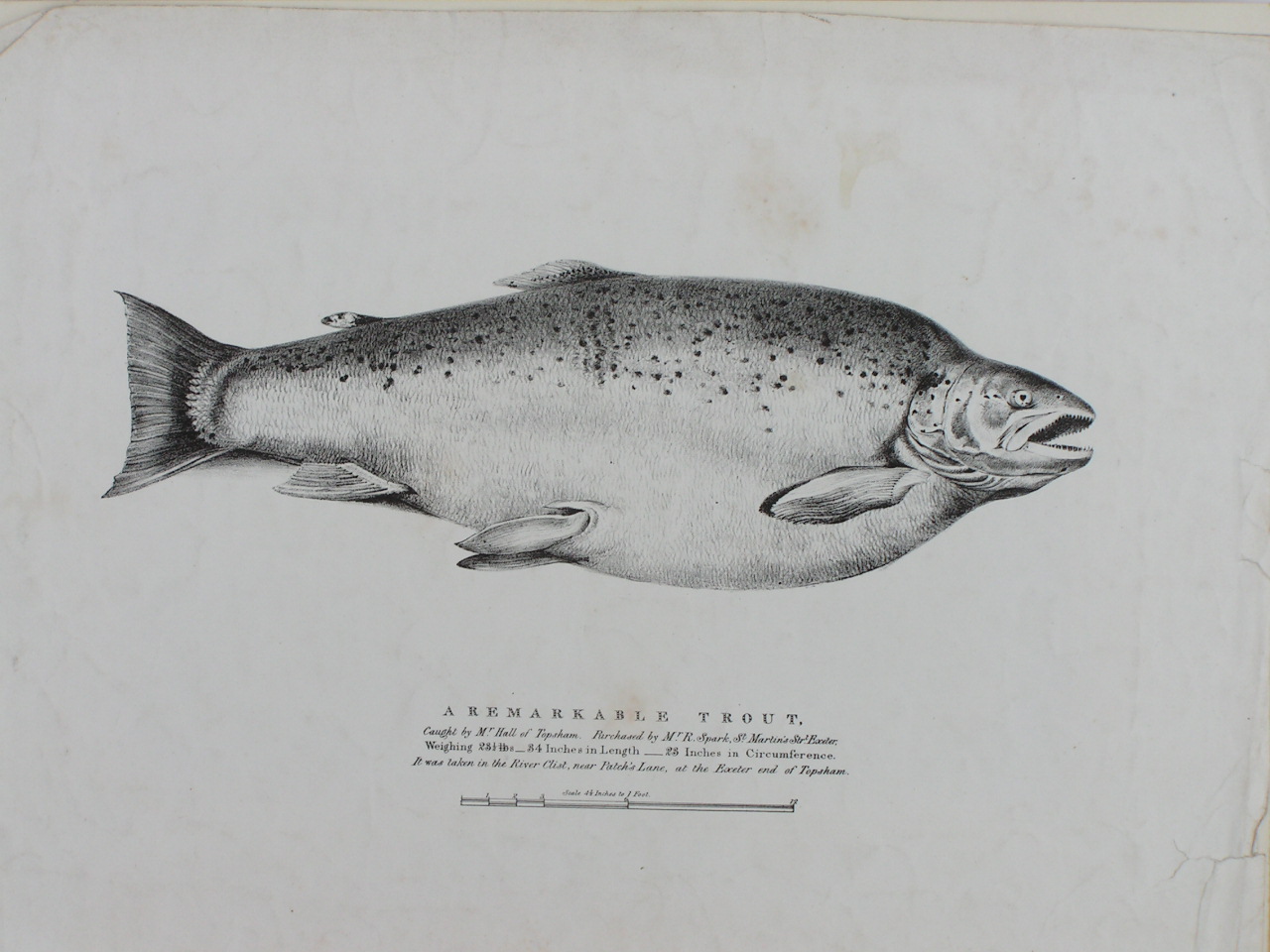 Lithograph - A Remarkable Trout (caught at Topsham)
