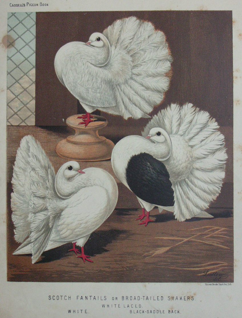 Chromolithograph - Scotch Fantails or Broad-Tailed Shakers. White Laced, White, Black-Saddle Back