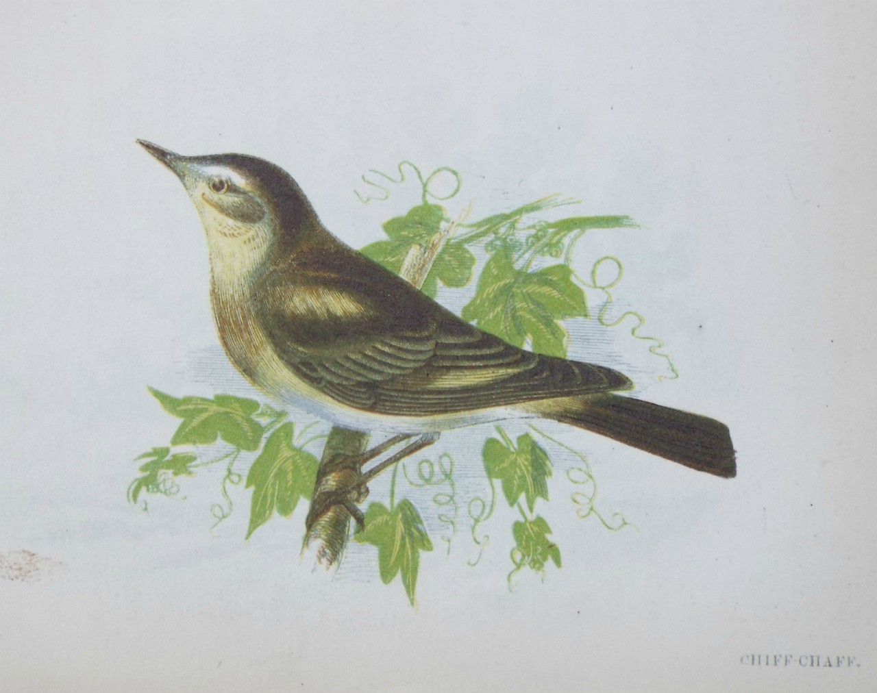 Chromo-lithograph - Chiff Chaff.