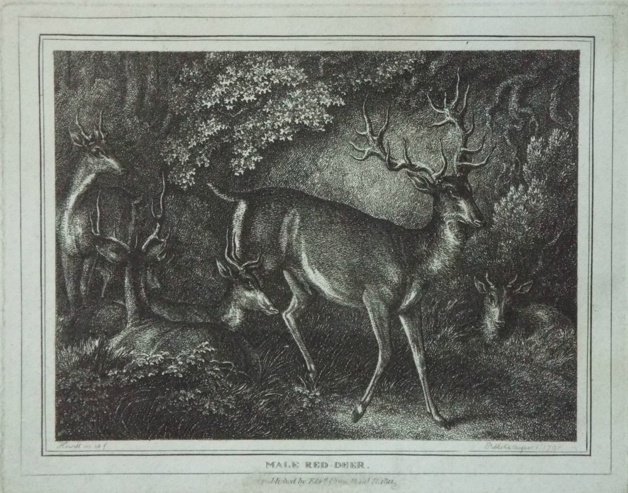 Print - Male Red-Deer. - Howitt