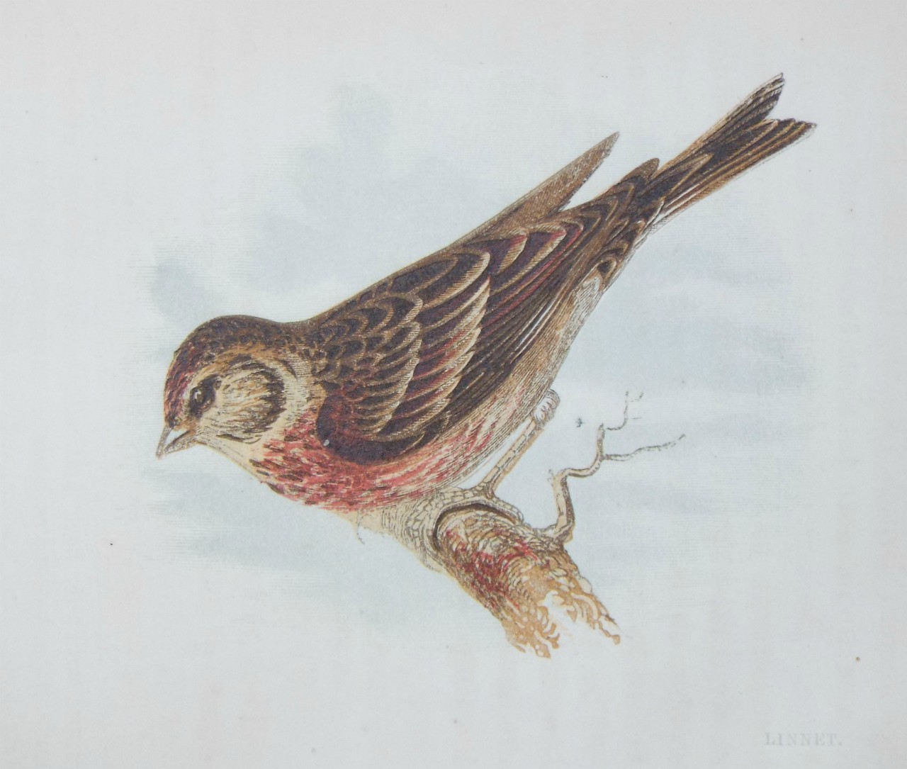 Chromo-lithograph - Linnet.