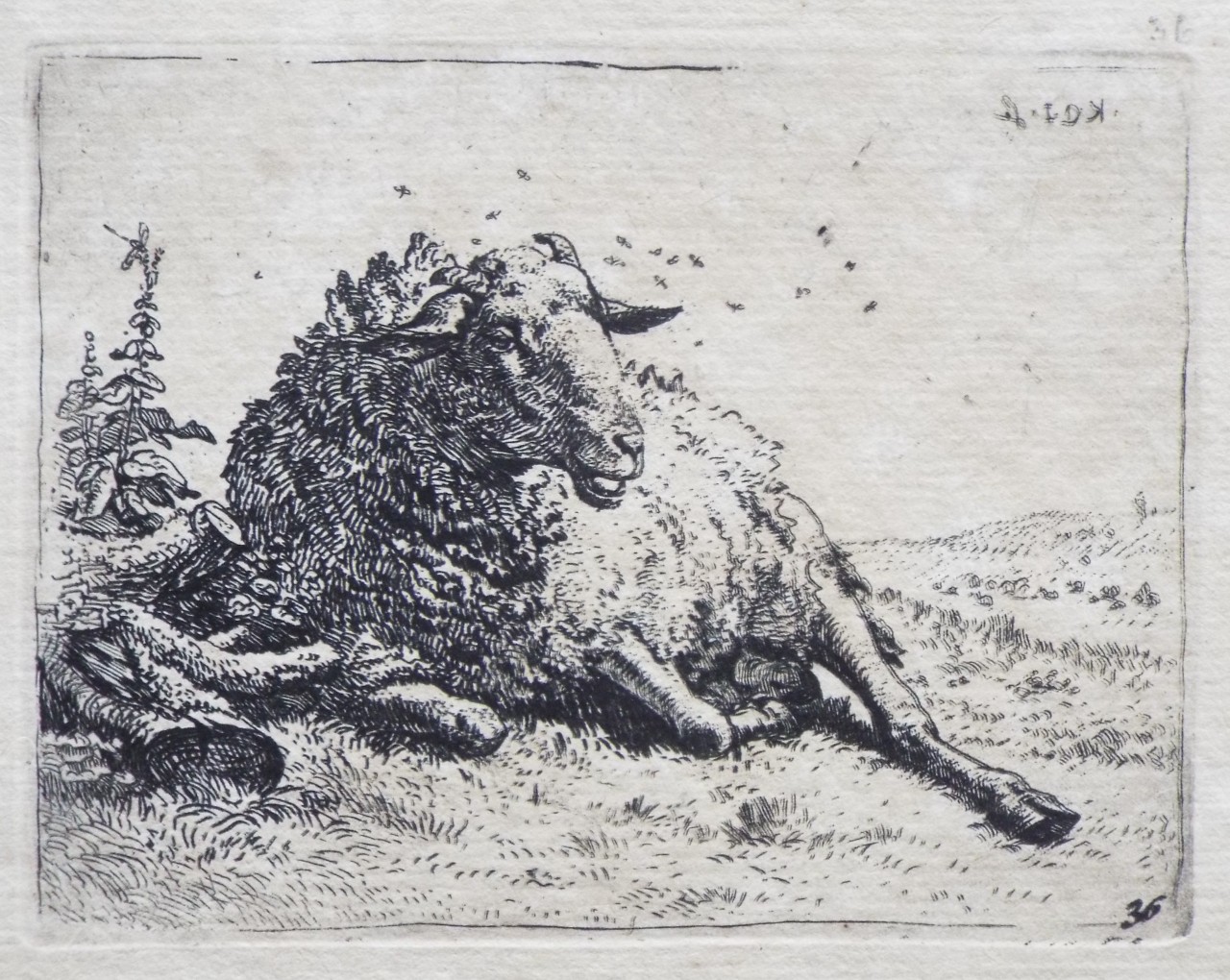 Etching - A sheep resting near a tree trunk - Dujardin