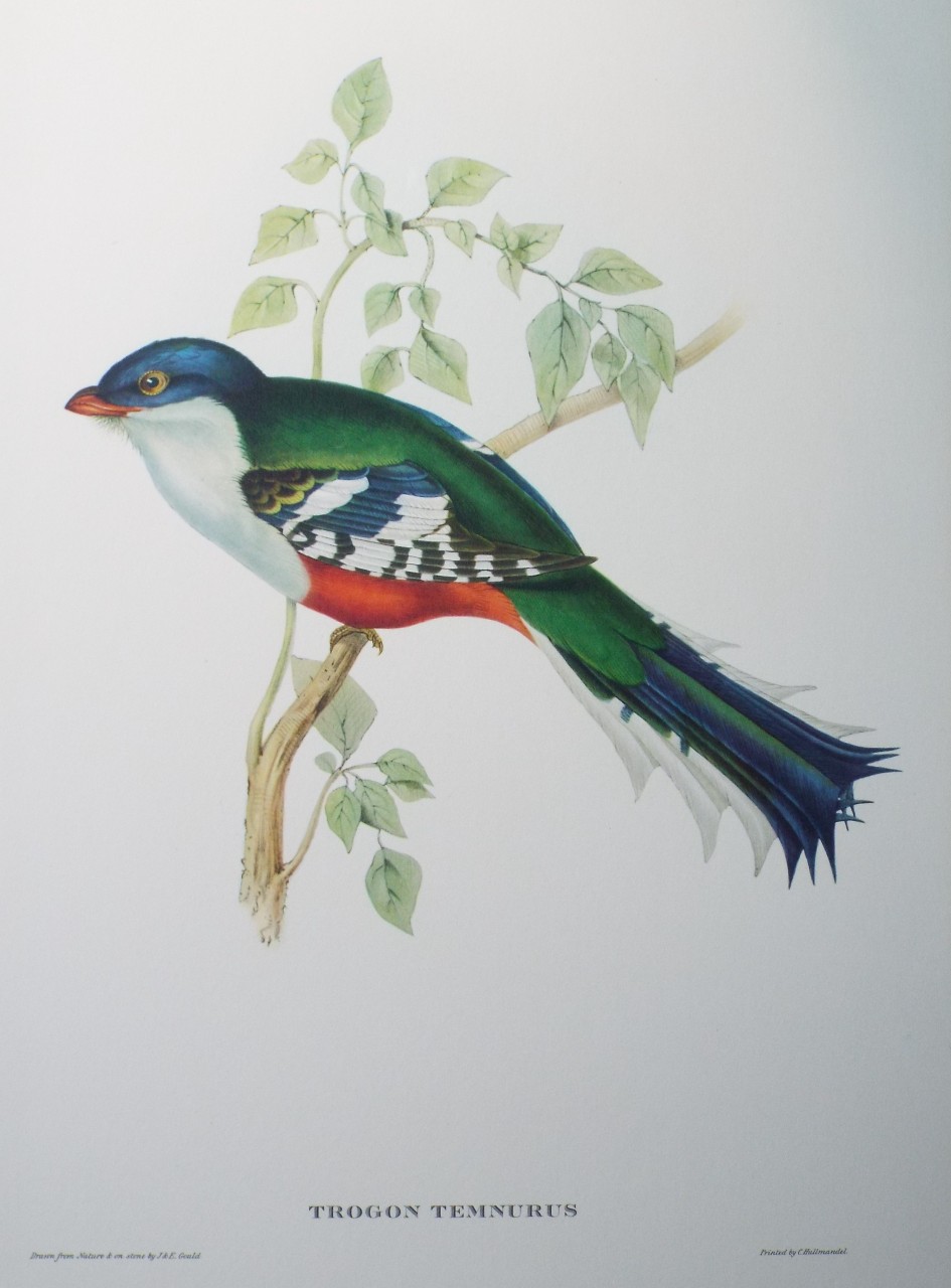 Lithograph - Trogon Temnurus