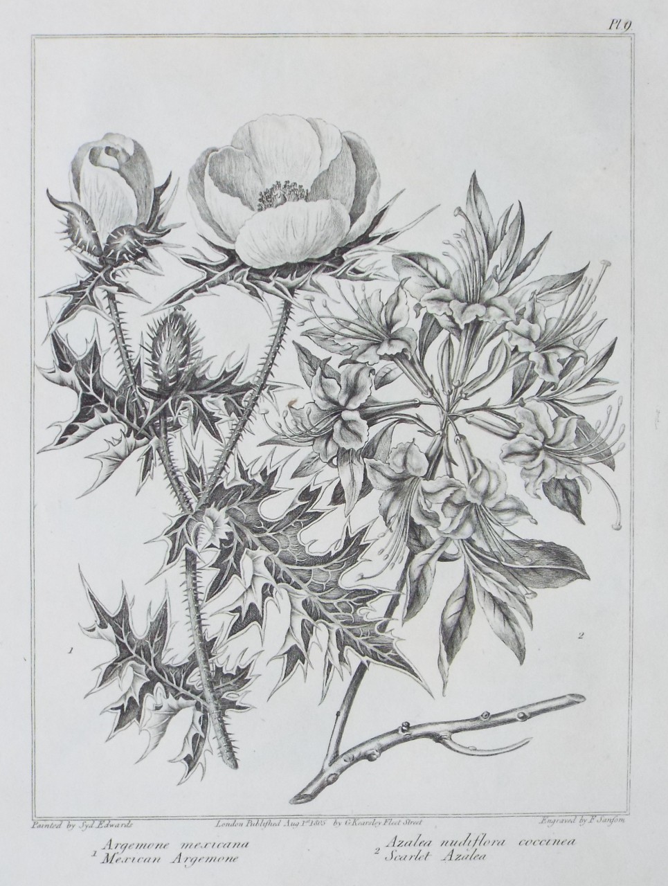 Print - 1 Argemone mexicana Mexican Argemone | 2 Azalea nudiflora coccinea Scarlet Azalea - Sansom