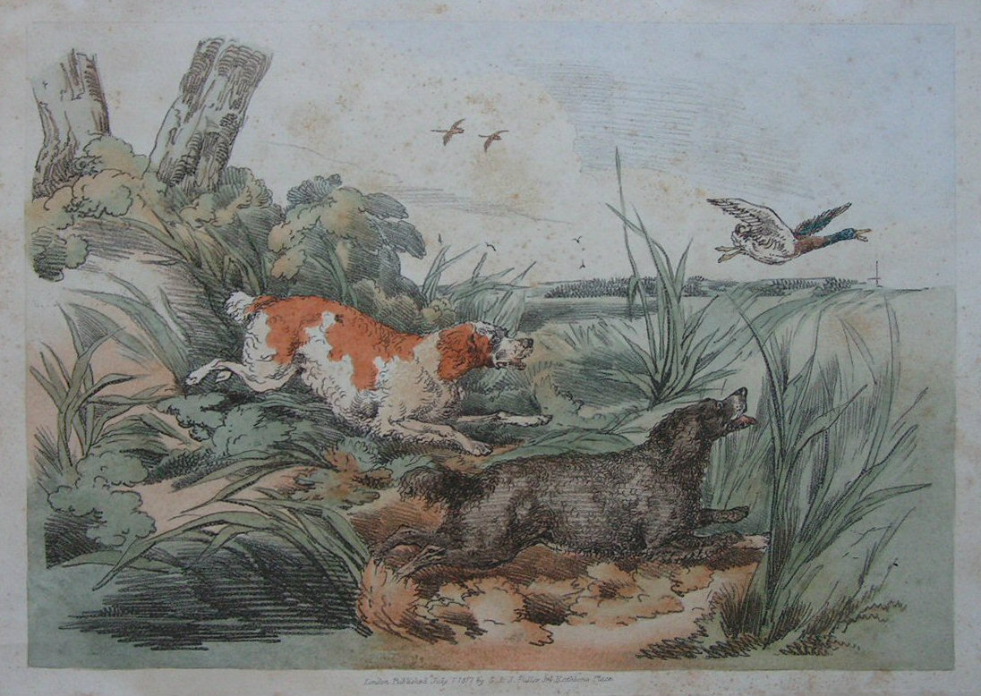 Soft-ground Etching - (Two dogs running after a duck) - Alken