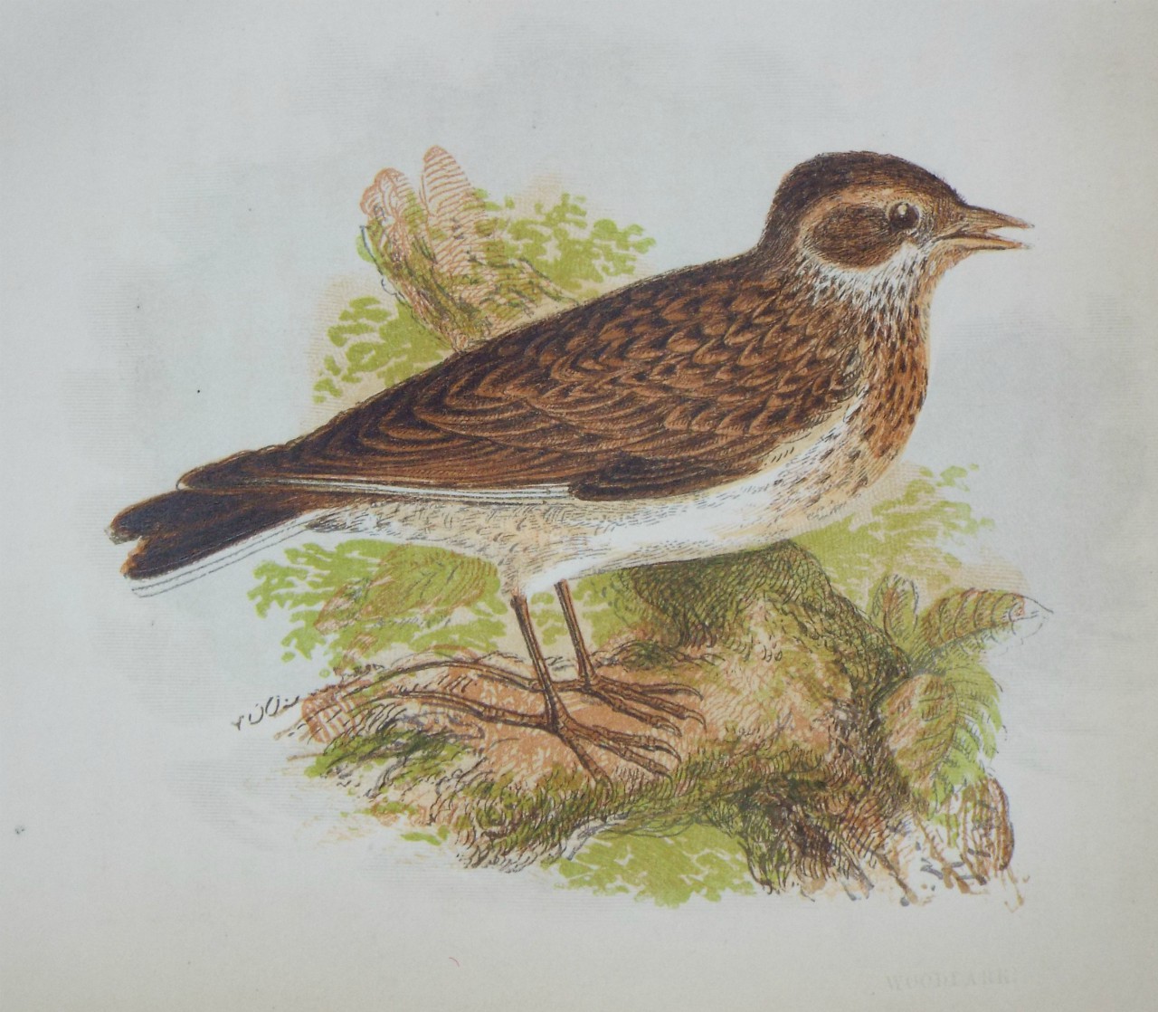 Chromo-lithograph - Woodlark.