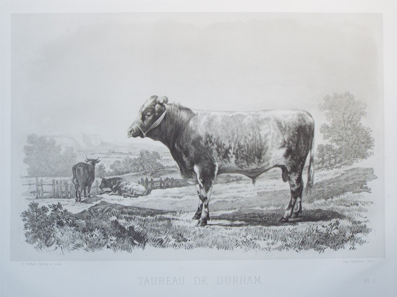 Heliogravure - Taureau de Durham. - Riffaut