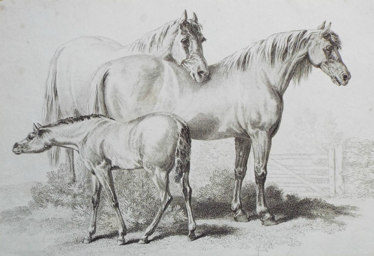 Etching - Stallion, mare and foal