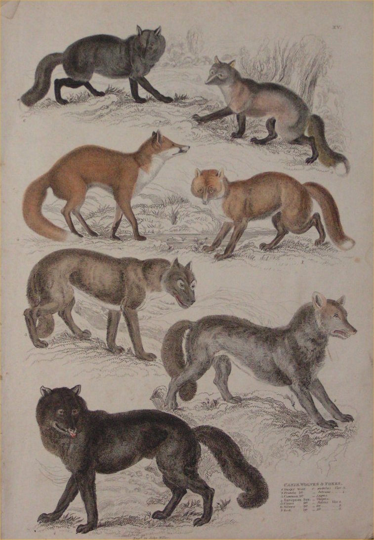 Print - 015 Canis, Wolves & Foxes - Milne