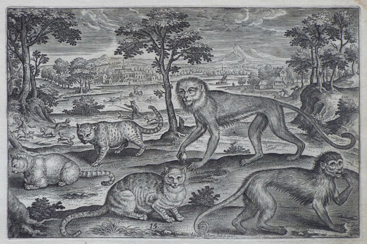 Print - Plate 15: Three cats and two monkeys - Collaert