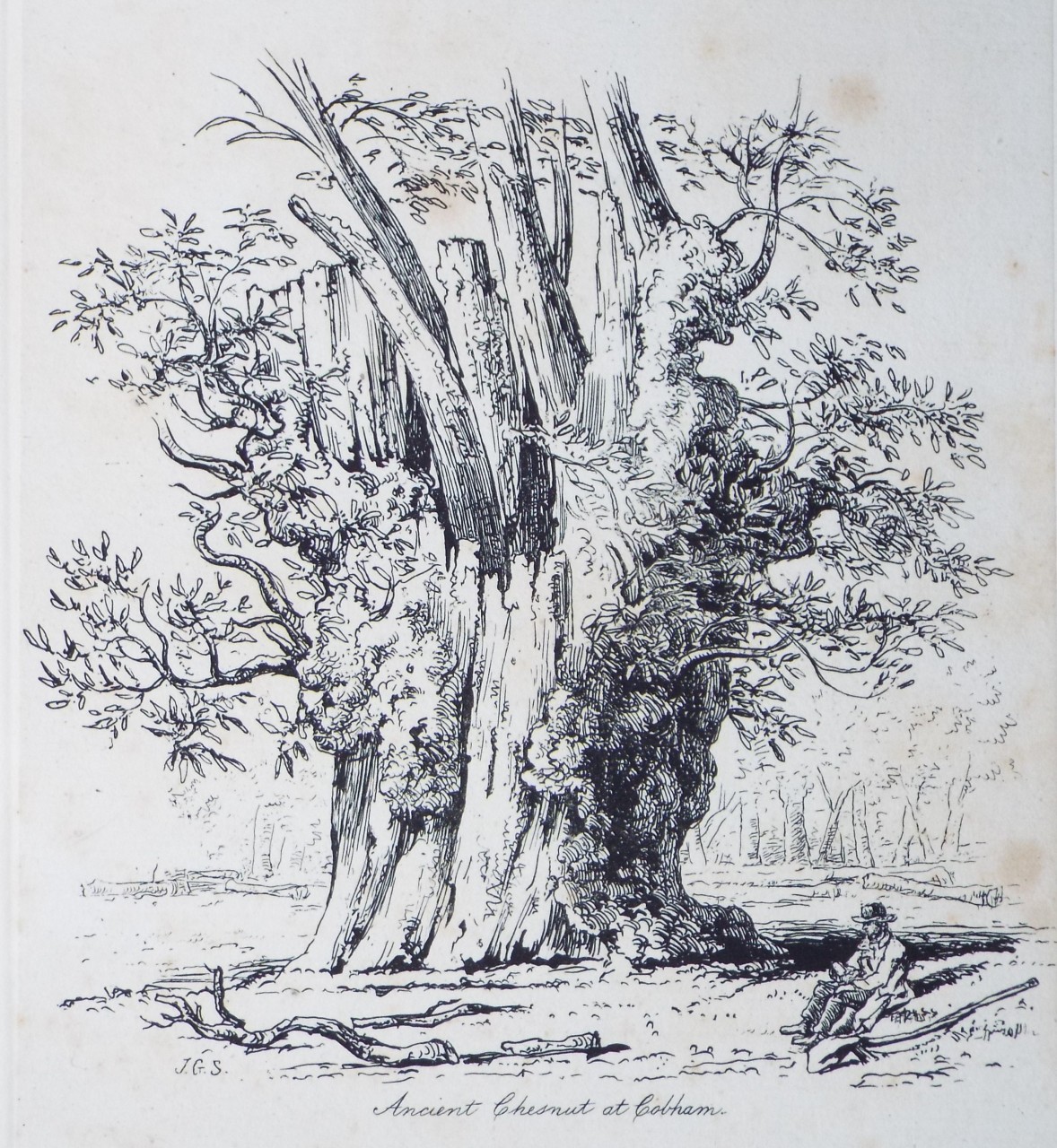 Etching - Ancient Chestnut at Cobham. - Strutt