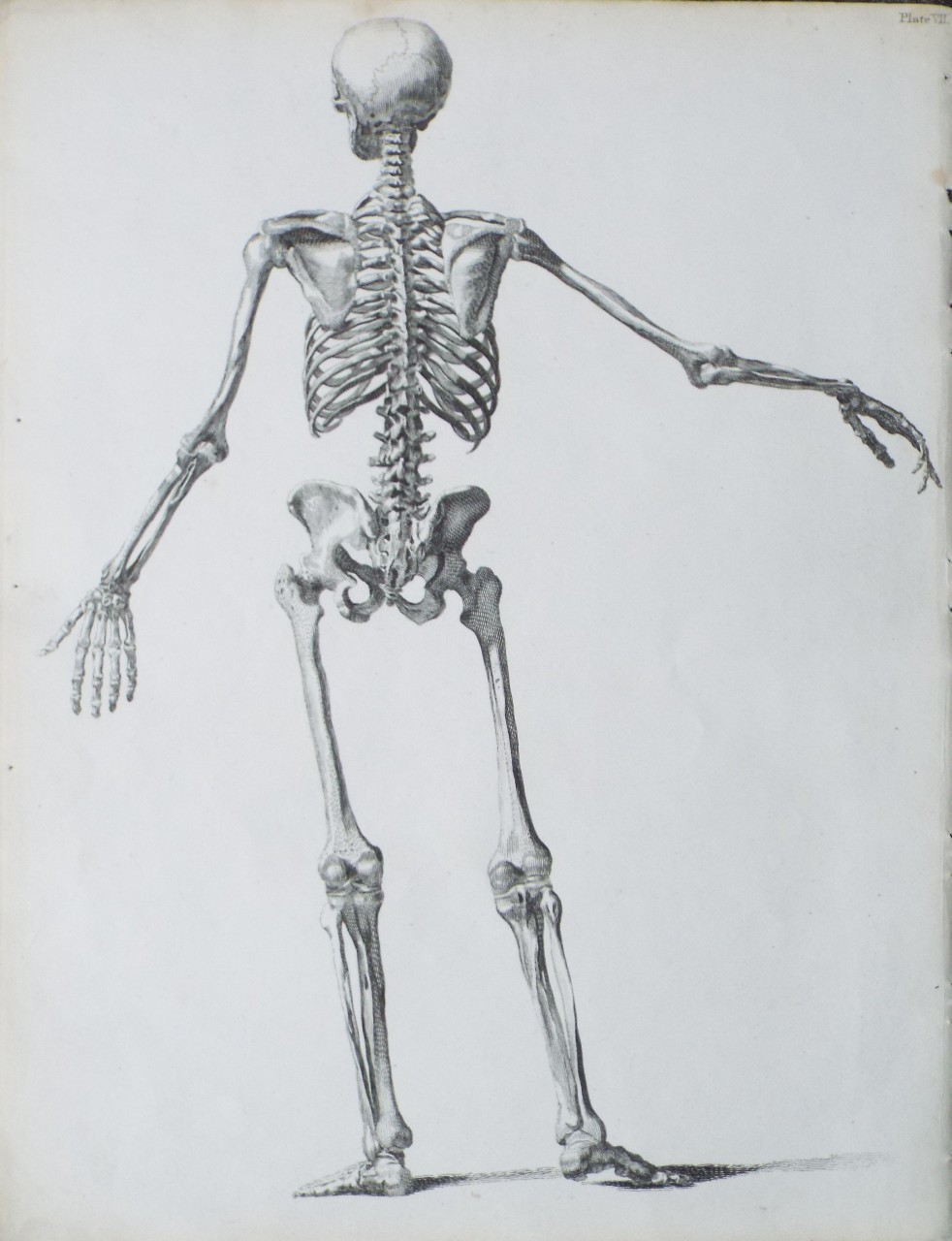 Print - (Human skeleton back view)