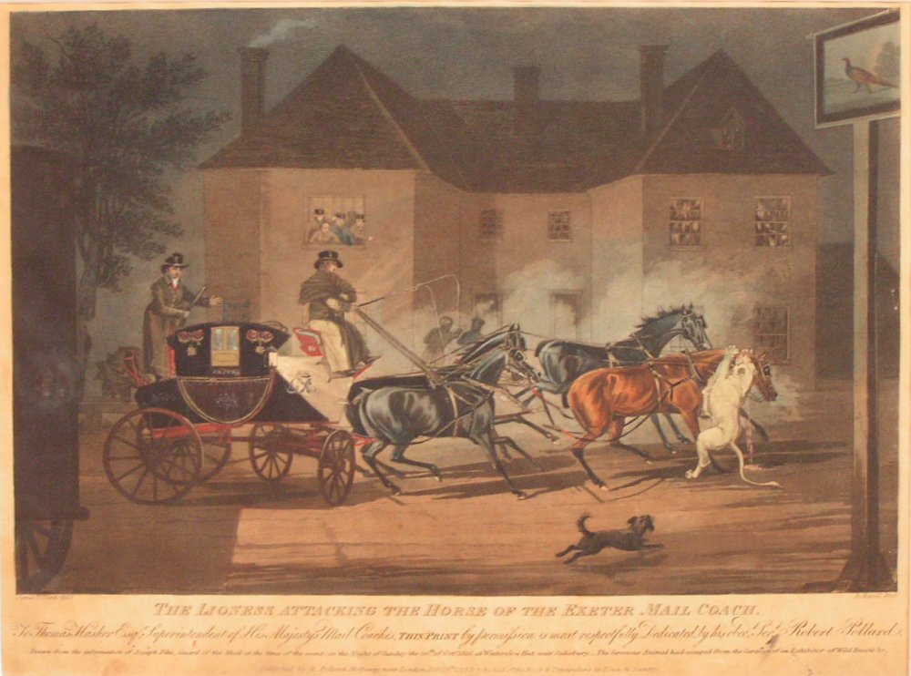 Aquatint - The Lioness Attacking the Horse of the Exeter Mail Coach. - Havell