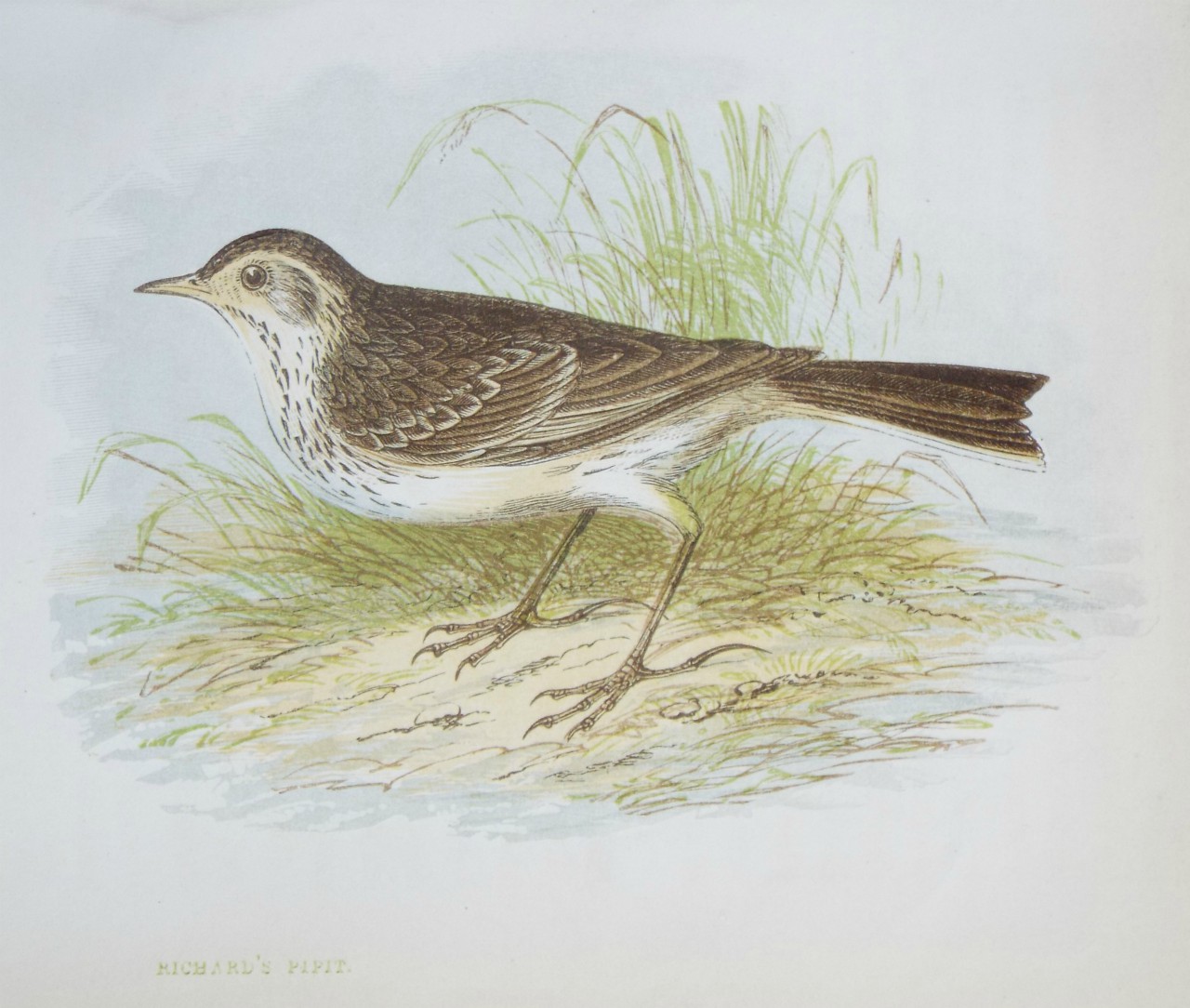 Chromo-lithograph - Richard's Pipit.