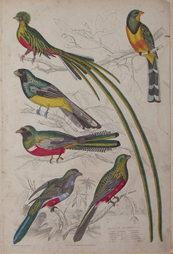 Print - 109 Trogon, Couroucouri - Milne