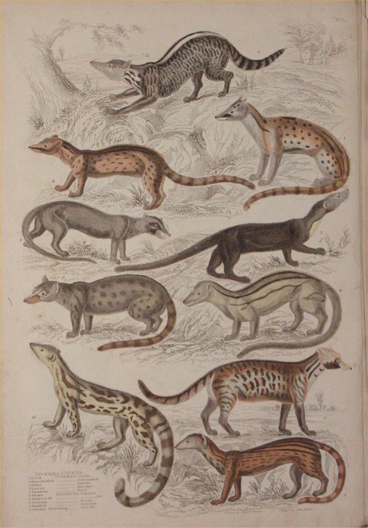 Print - 016 Viverra, Civets - Milne