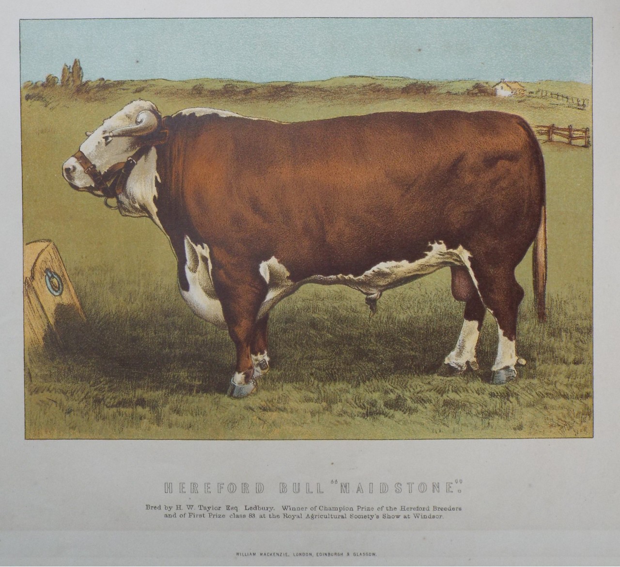 Chromo-lithograph - Hereford Bull 