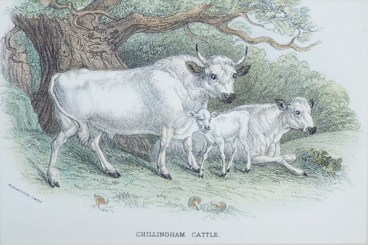 Wood - Chillingham Cattle
