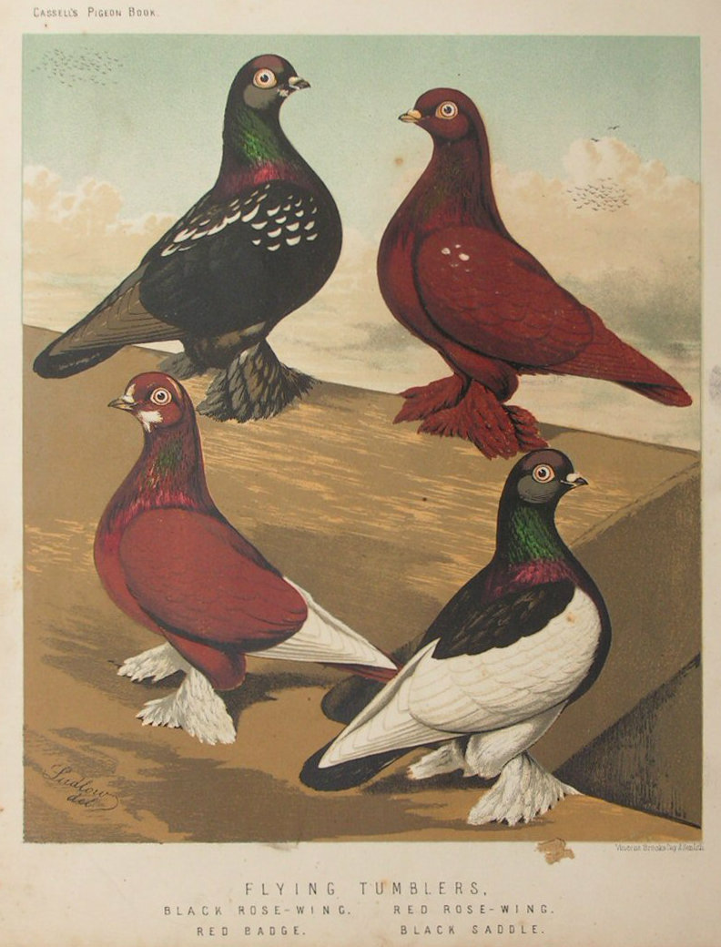 Chromolithograph - Flying Tumblers. Black Rose-Wing, Red Rose-Wing, Red Badge, Black Saddle