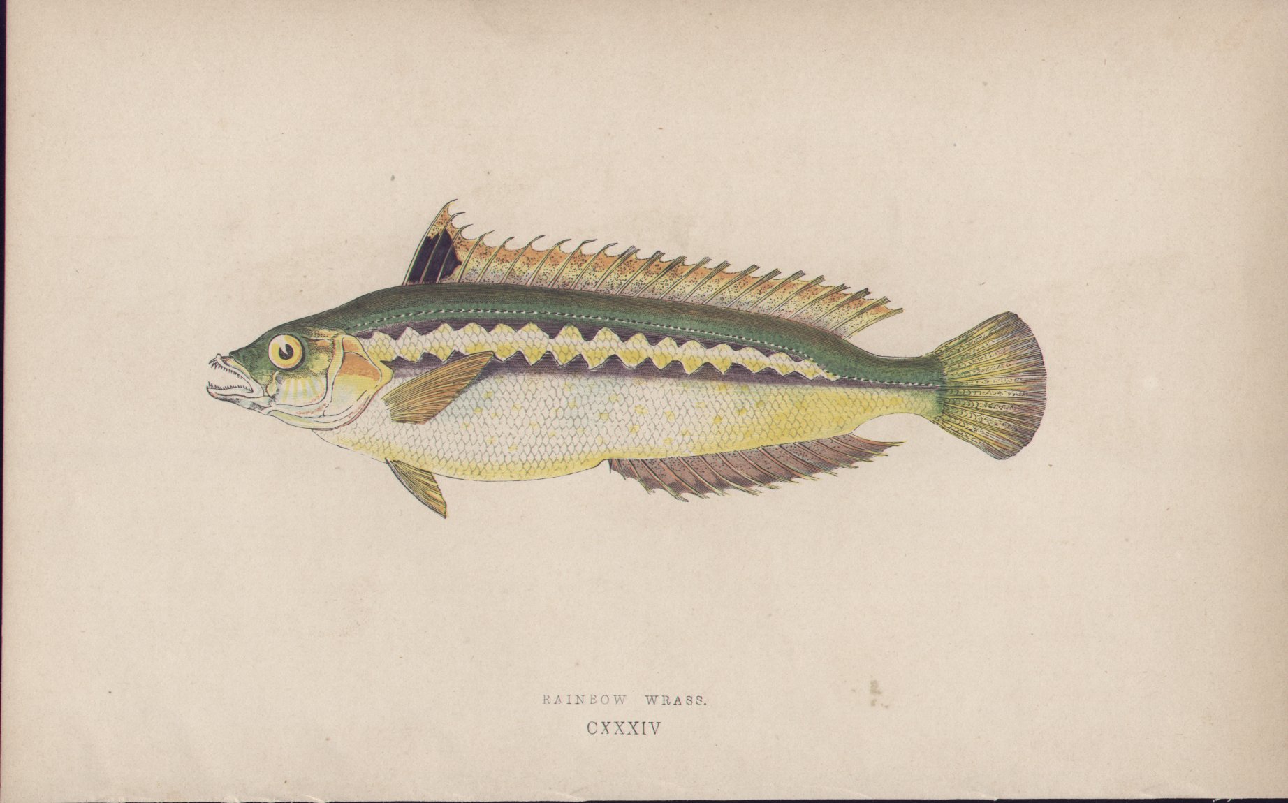 Chromolithograph - 134 Rainbow Wrass. CXXXIV - Fawcett