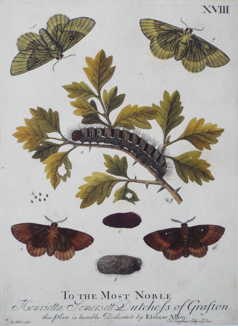 Print - To the Most Noble Catherine Dutchess of Grafton this Plate is humbly Dedicated by Eleazar Albin. - Terasson