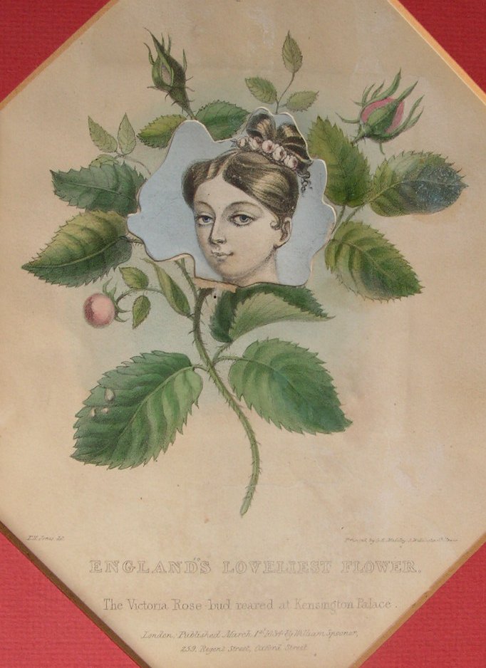 Lithograph - England's Loveliest Flower. The Victoria Rose-bud reared at Kensington Palace. - Madeley