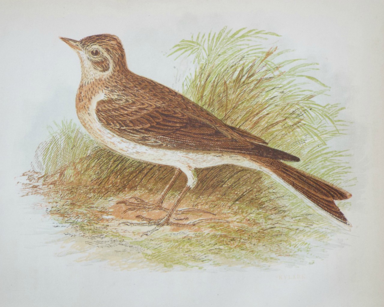 Chromo-lithograph - Skylark.