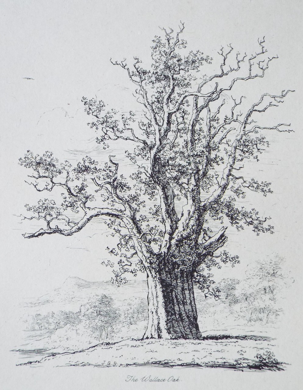 Etching - The Wallace Oak. - Strutt