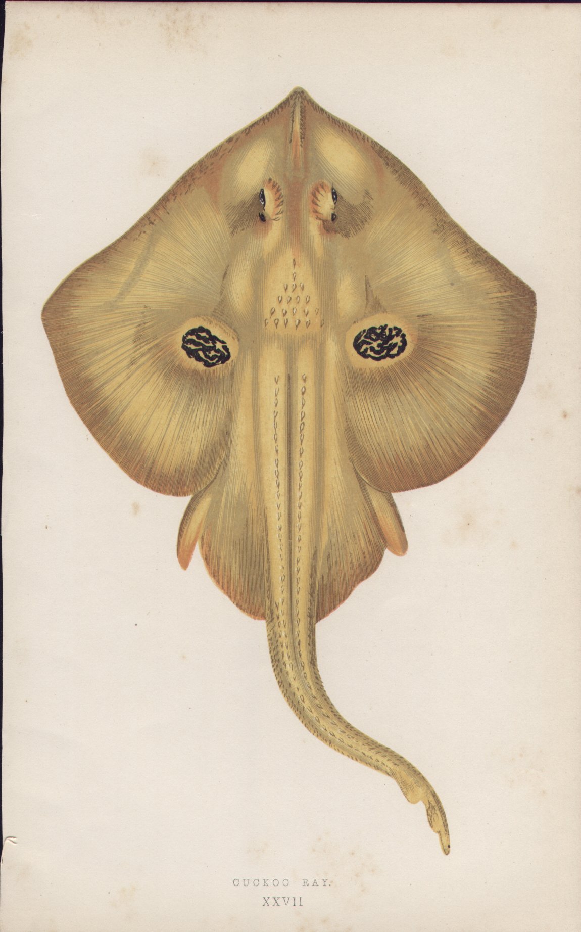 Chromolithograph - 027 Cuckoo Ray. XXVII - Fawcett