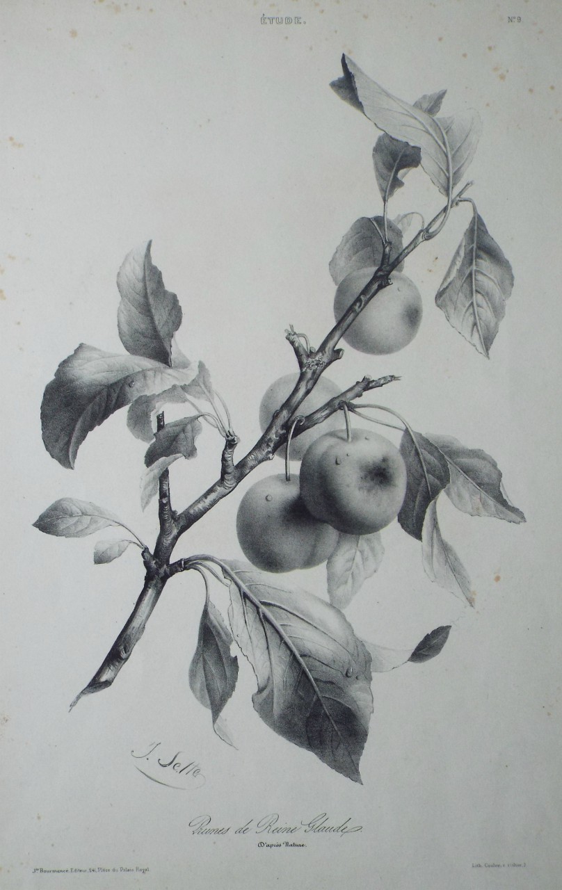 Lithograph - Etude. Prunes de Reine Claude. D'apres Nature. - Sette