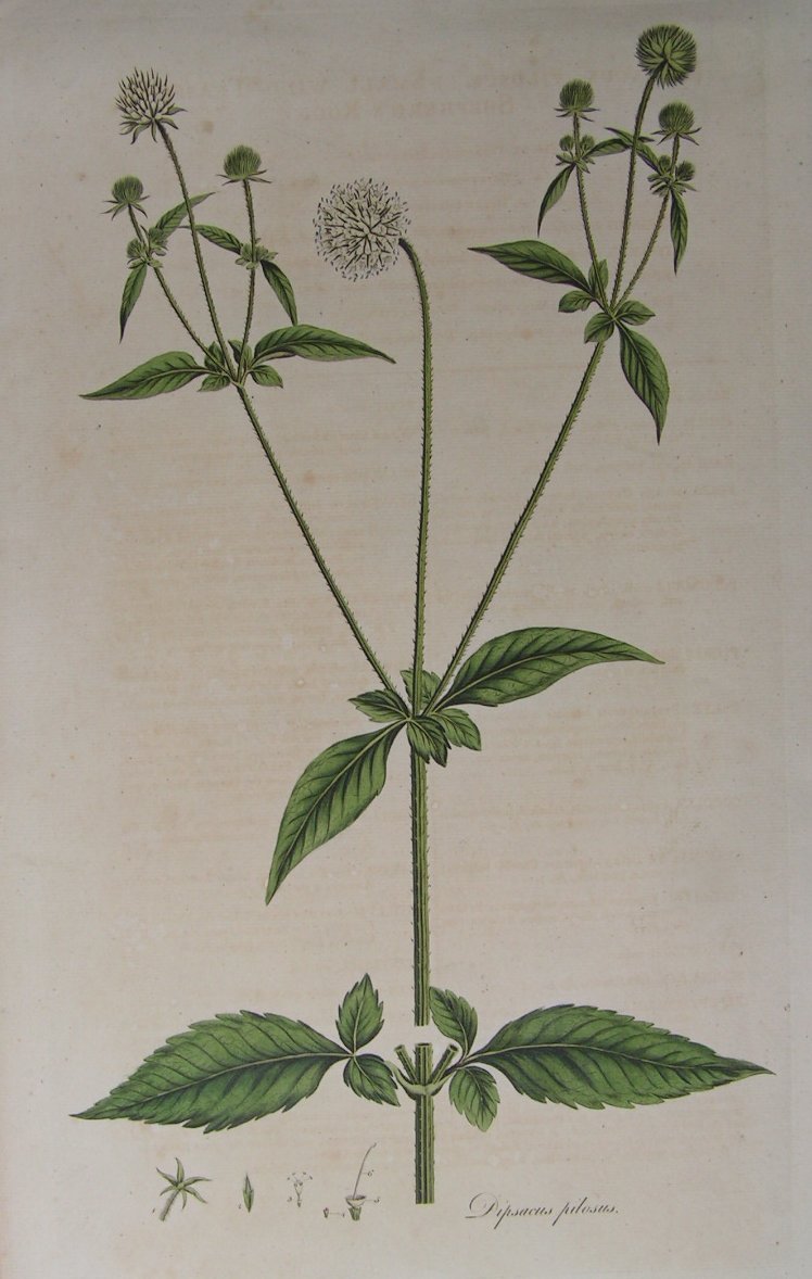 Print - Dipsacus pilosus