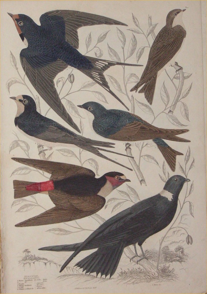 Print - 050 Hirundo, Swallows - Milne