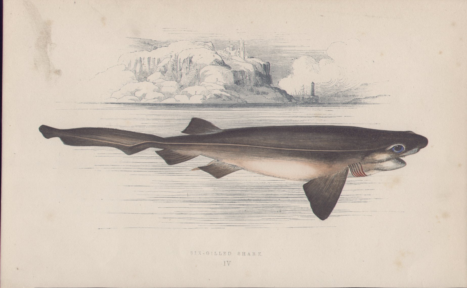 Chromolithograph - 004 Six-gilled Shark. IV - Fawcett