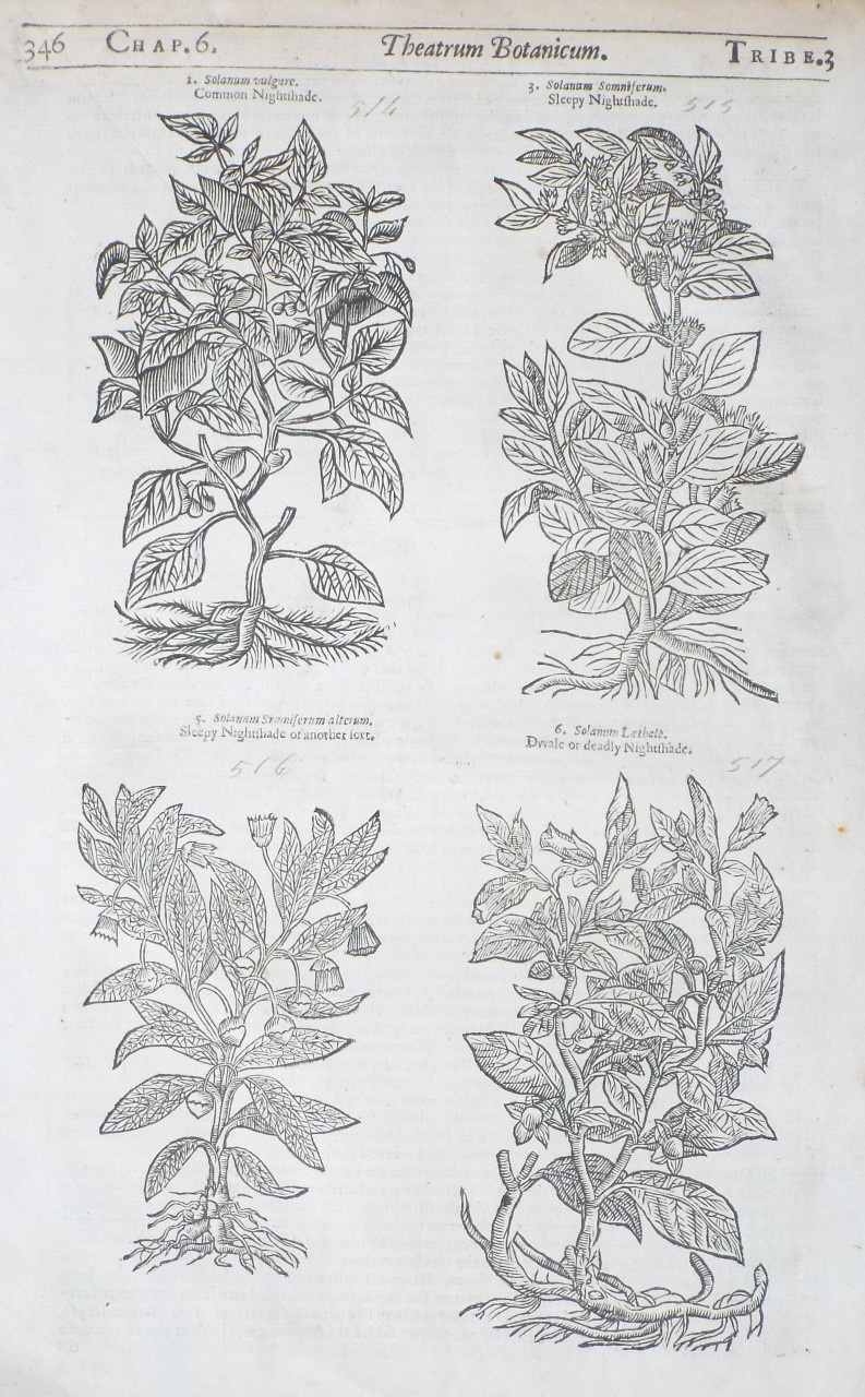 Woodcut - 1. Solanum vulgare. Common Nightshade.
3. Solanum somniferum. Sleepy Nightshade.
5. Solanum somniferum alterum. Sleepy Nightshade of another sort.
6. Solanum Lethale. Dwale or deadly Nightshade.