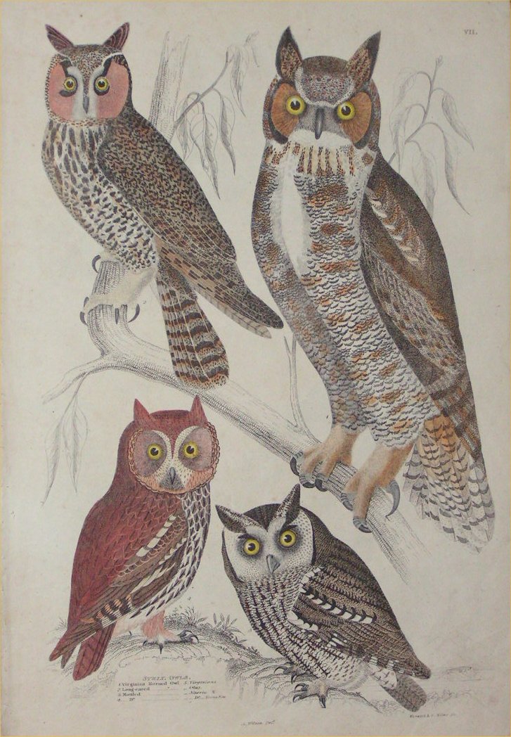 Print - 007 Strix, Owls - Milne