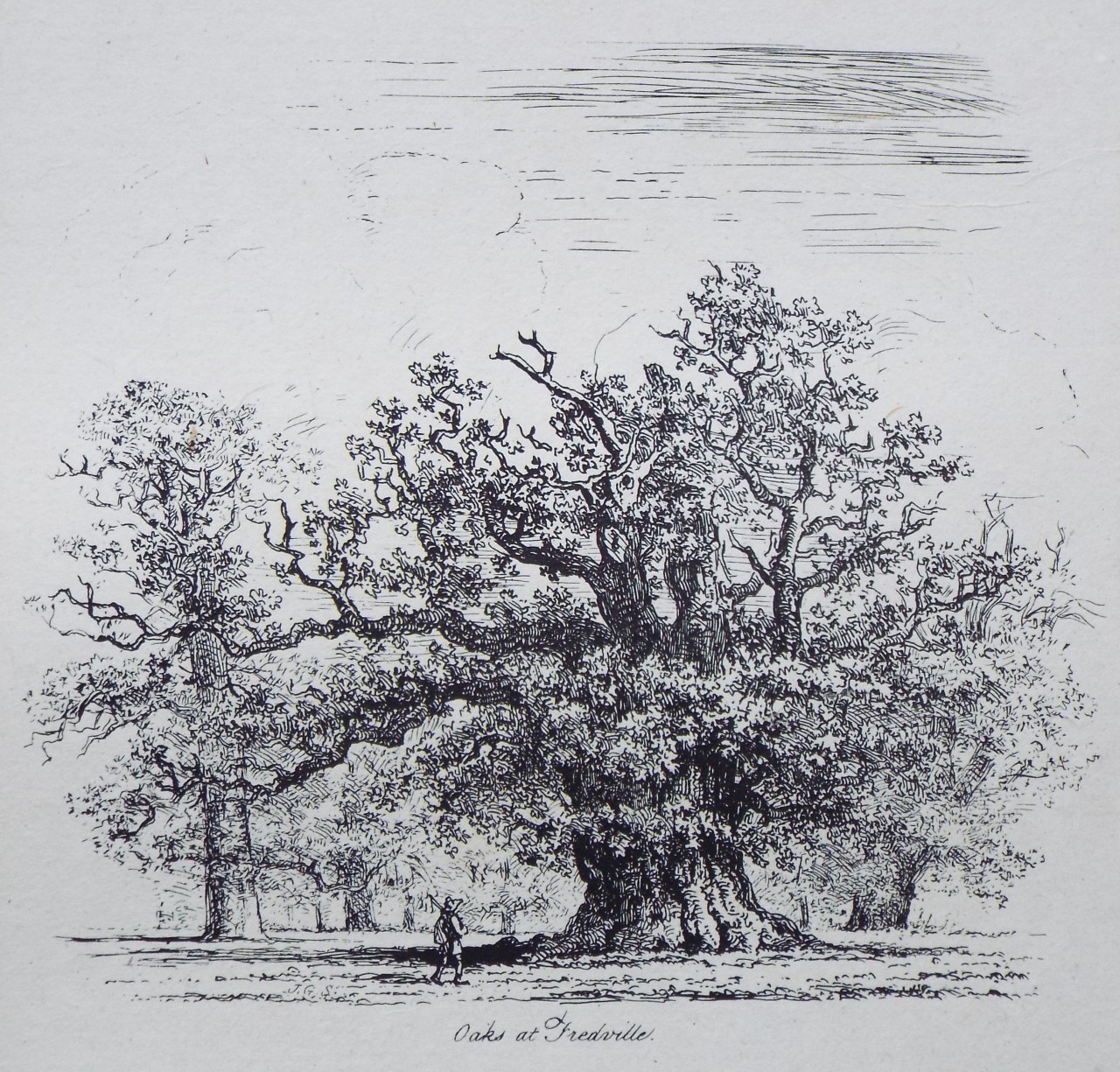 Etching - Oaks at Fredville. - Strutt